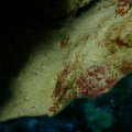 20171024-02Garnele